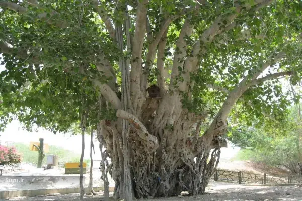 اهل هوا - باد جن