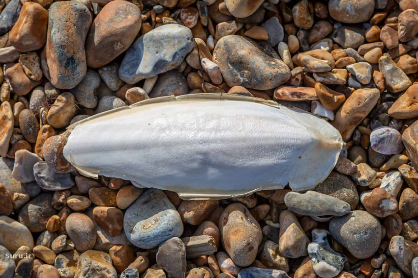 cuttlebone.webp